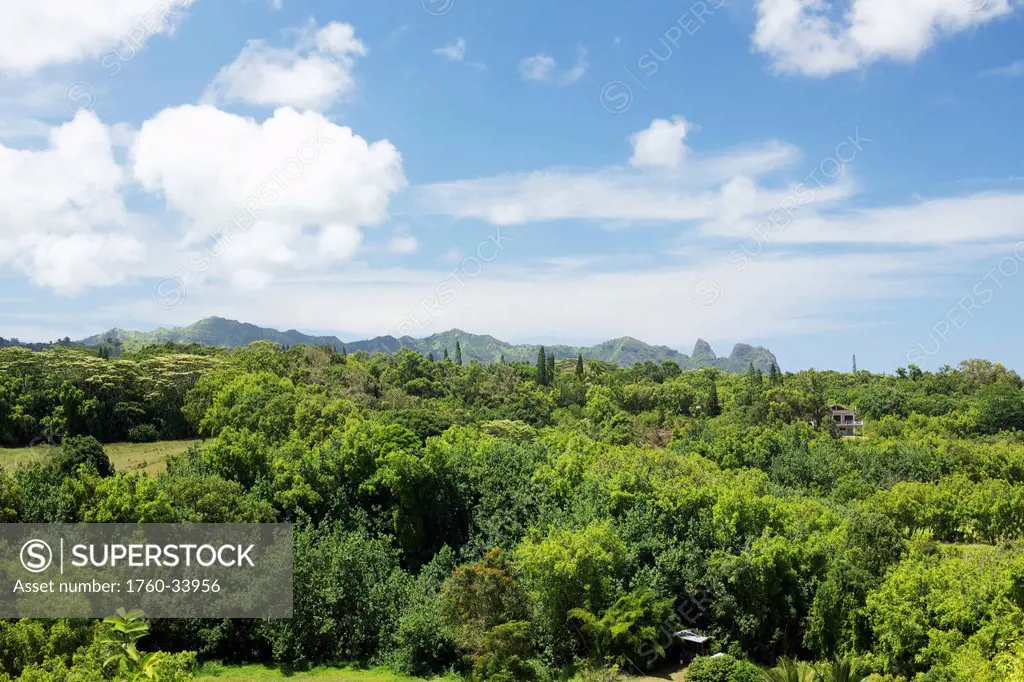 Lush green trees on a hawaiian landscape; Wailua, Kauai, Hawaii, United States of America