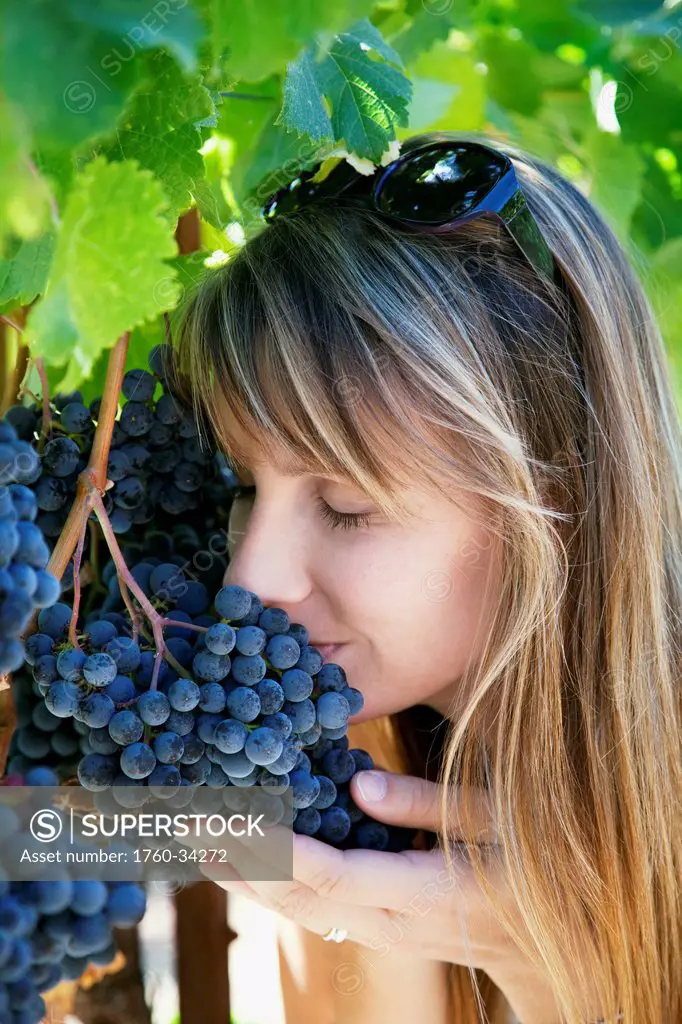 Female takes a breath of fragrant grapes, Sonoma County; California, United States of America
