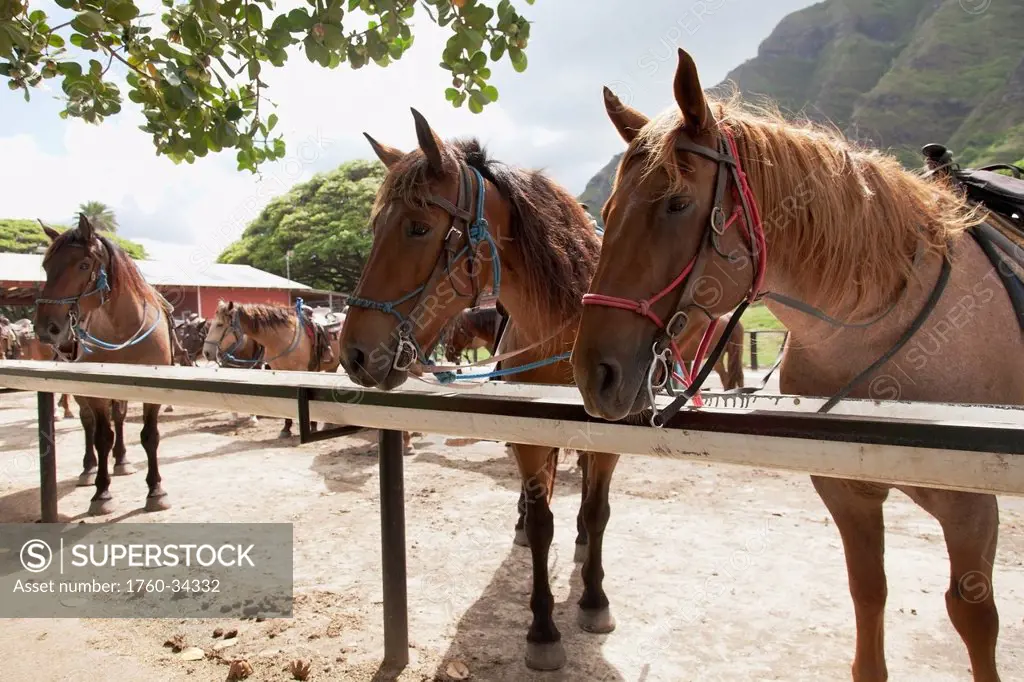 Horses on a ranch near the mountains; Kauai, Hawaii, United States of America