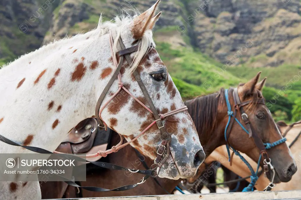 Close up of horses on a ranch near the mountains; Kauai, Hawaii, United States of America