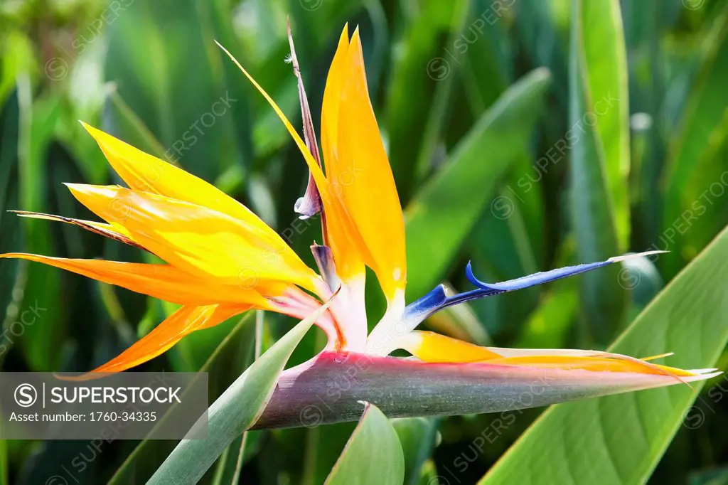Tropical Bird of Paradise flower in full bloom Oahu, Hawaii, United States of America