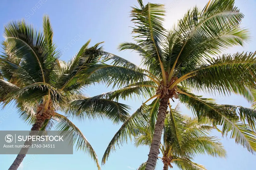 Low angle view of palm trees against a blue sky; Honolulu, Oahu, Hawaii, United States of America