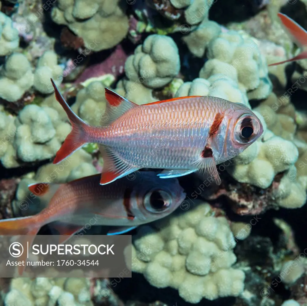 Underwater view of Epaulette Soldierfish near the St. Anthony wreck; Maui, Hawaii, United States of America