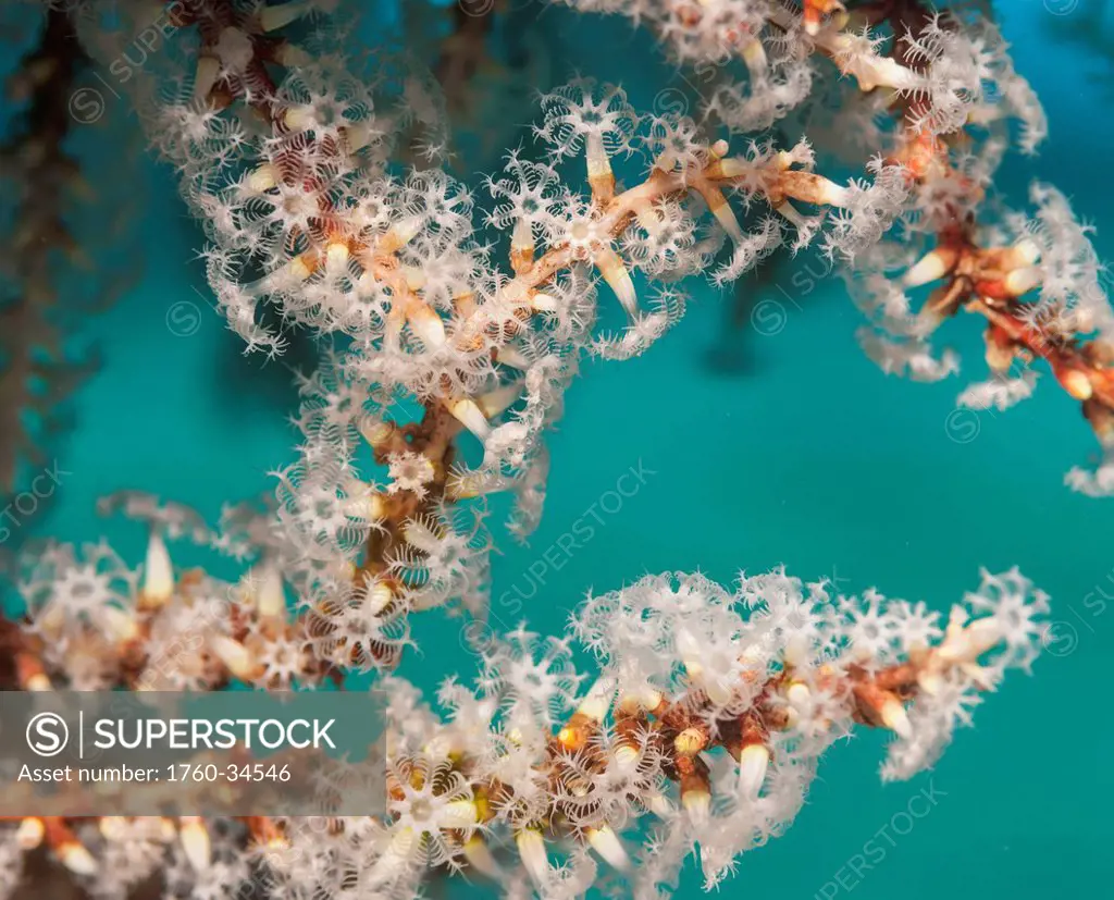 Underwater view of snowflake coral growing on the St. Anthony wreck; Maui, Hawaii, United States of America