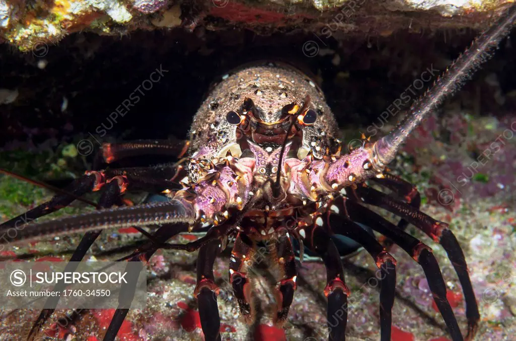 Underwater view of a Hawaiian spiny lobster at Molokini Crater; Maui, Hawaii, United States of America