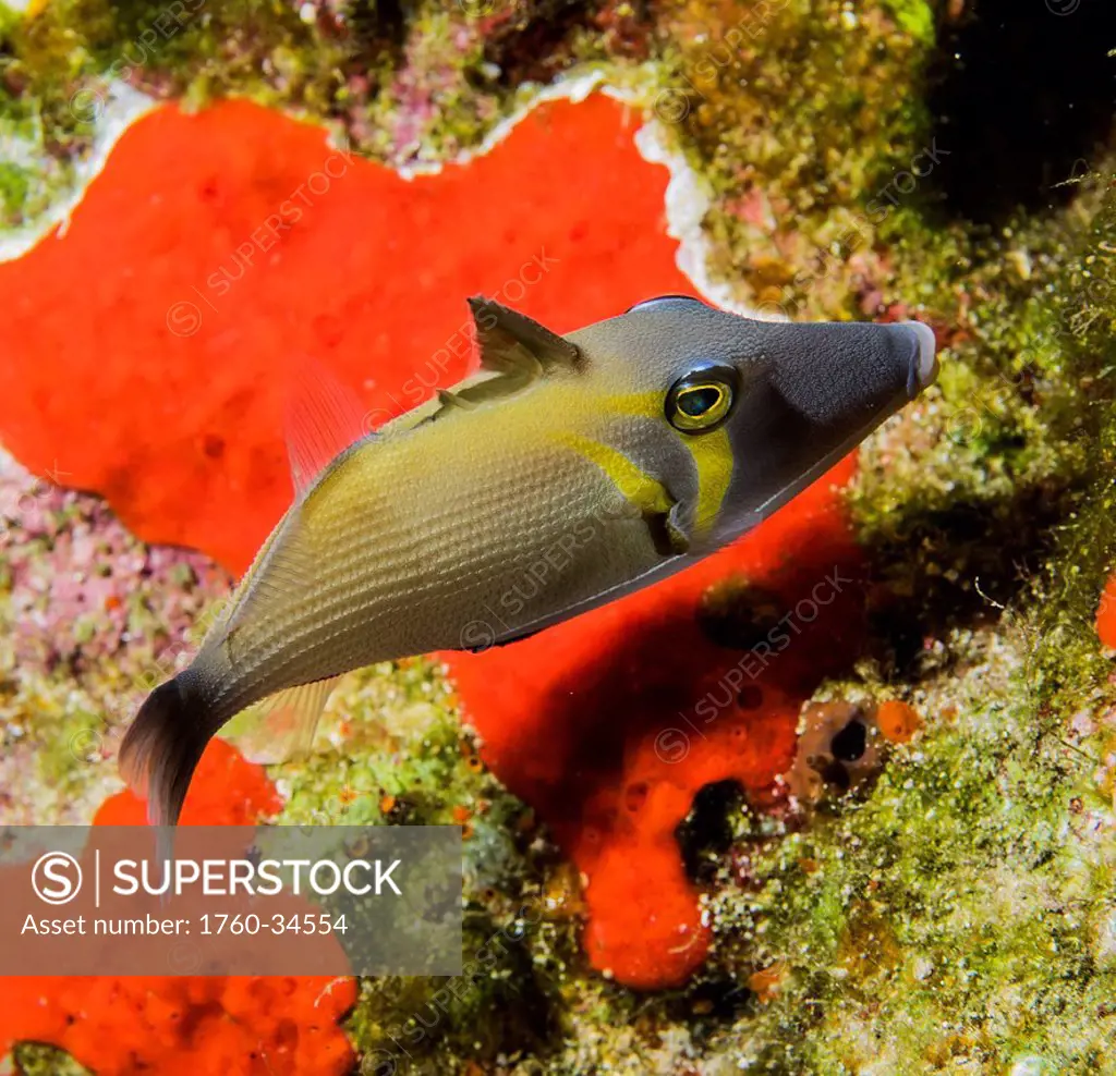Underwater view of a Lei Triggerfish (Sufflamen bursa) postioned over an orange colored sponge at Molokini Crater; Maui, Hawaii, United States of Amer...