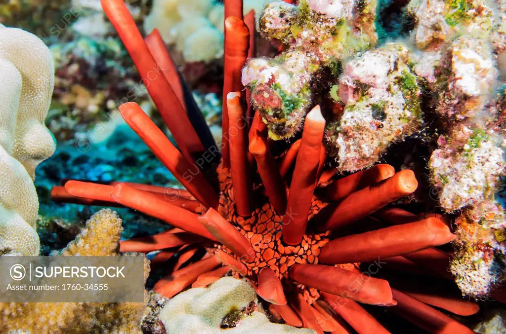 Underwater view of a slate pencil sea urchin (Heterocentrotus mammillatus) at Molokini Crater; Maui, Hawaii, United States of America