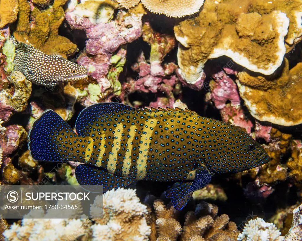 Underwater view of a Peacock Grouper (Cephalopholis argus) and a Whitemouth Moray Eel at Molokini Crater; Maui, Hawaii, United States of America