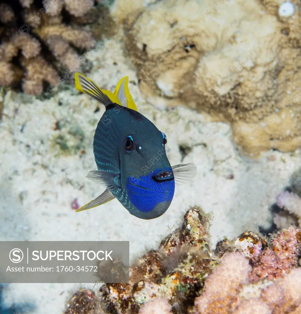Underwater view of a male Bluegill Triggerfish (Xanthichthys auromarginatus) at Molokini Crater; Maui, Hawaii, United States of America