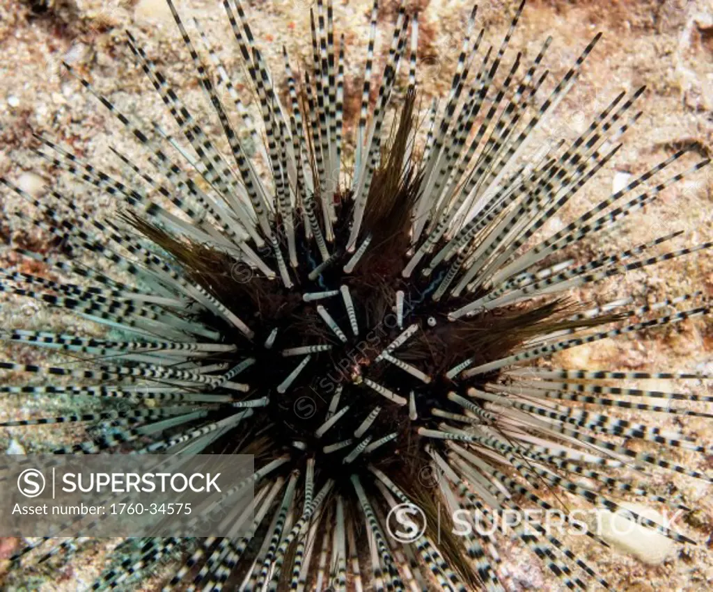 Underwater view of the sea urchin (Echinothrix calamaris) at Molokini Crater; Maui, Hawaii, United States of America