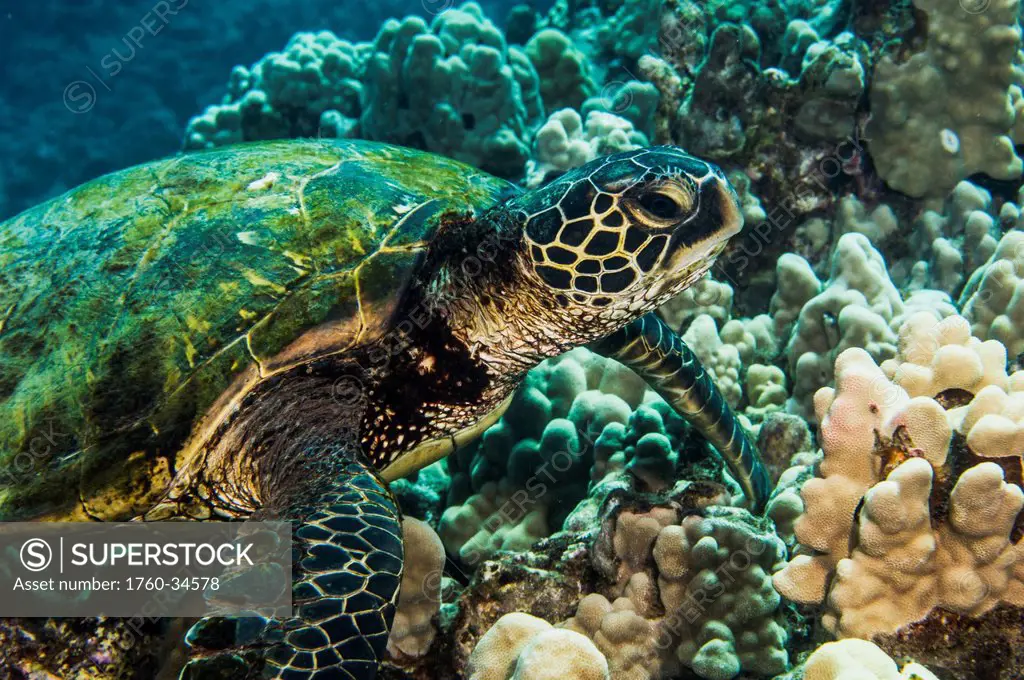 Underwater view of a Green Sea Turtle (Chelonia mydas); Maui, Hawaii, United States of America