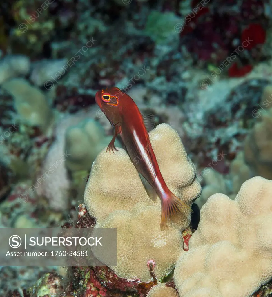 Underwater view of an Arc-eye Hawkfish on finger coral at Molokini Crater; Maui, Hawaii, United States of America
