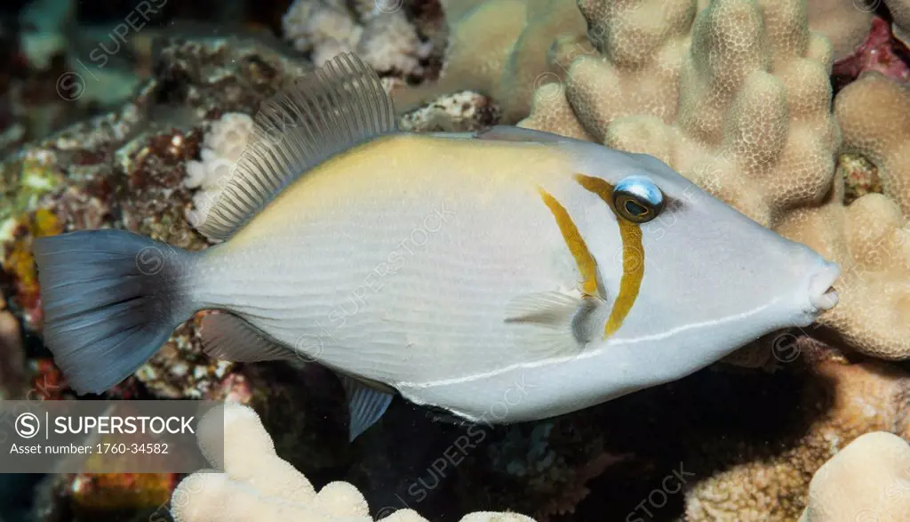 Underwater view of a Lei Triggerfish at Molokini Crater; Maui, Hawaii, United States of America