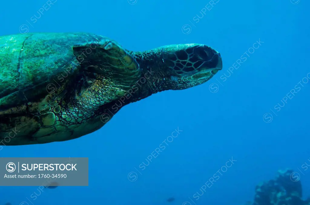 Underwater view of a swimming Green Sea Turtle (Chelonia mydas); Maui, Hawaii, United States of America