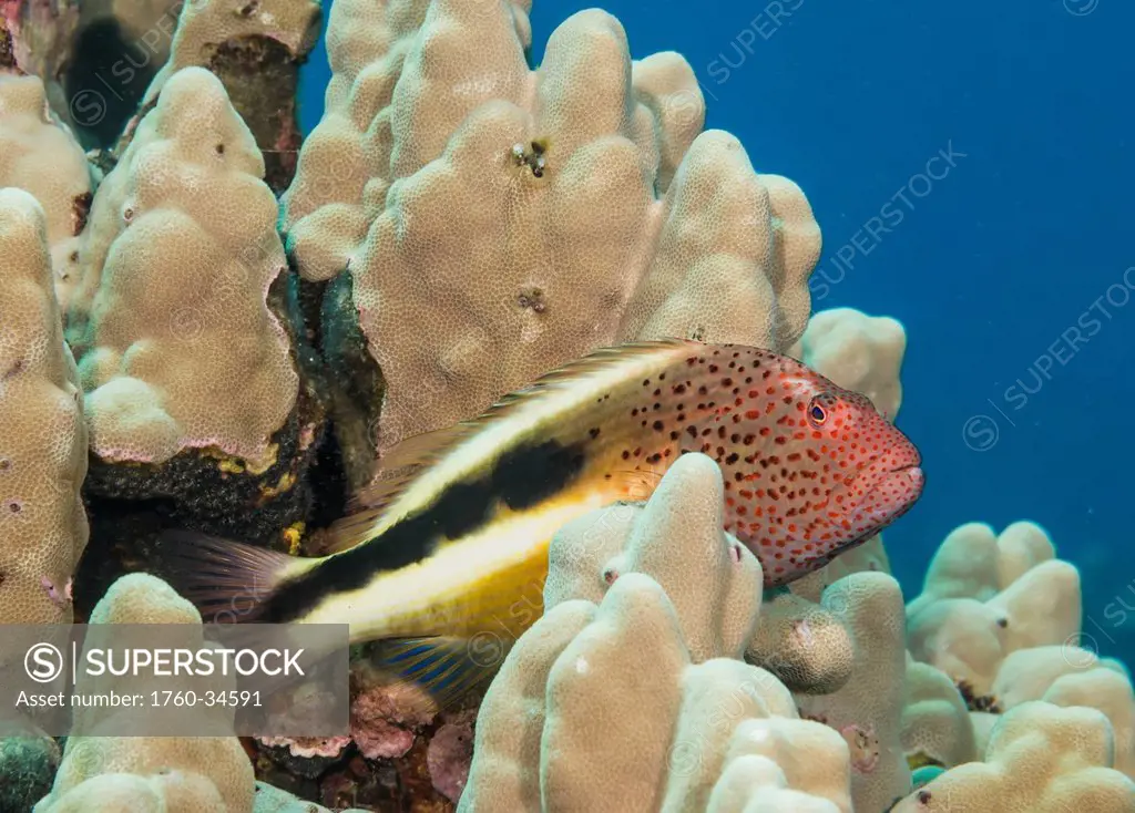 Underwater view of a Freckled Hawkfish (Paracirrhites forsteri) on finger coral; Maui, Hawaii, United States of America