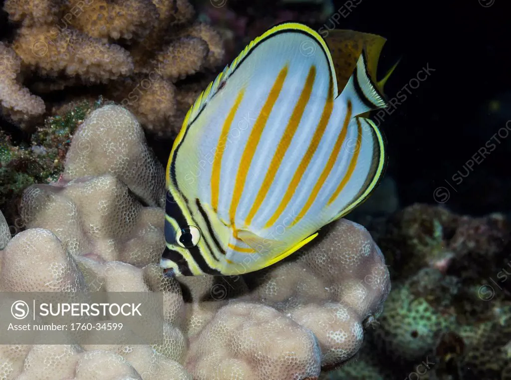 Underwater view of an Ornate Butterflyfish (Chaetodon ornatissimus) over finger coral; Maui, Hawaii, United States of America