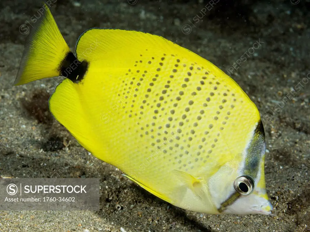 Underwater view of a Milletseed Butterflyfish (Chaetodon miliaris); Maui, Hawaii, United States of America