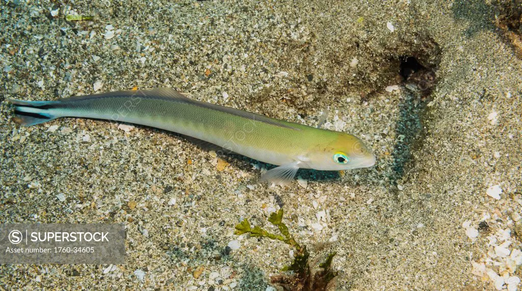 Underwater view of a Flagtail Tilefish (Malacanthus brevirostris); Maui, Hawaii, United States of America