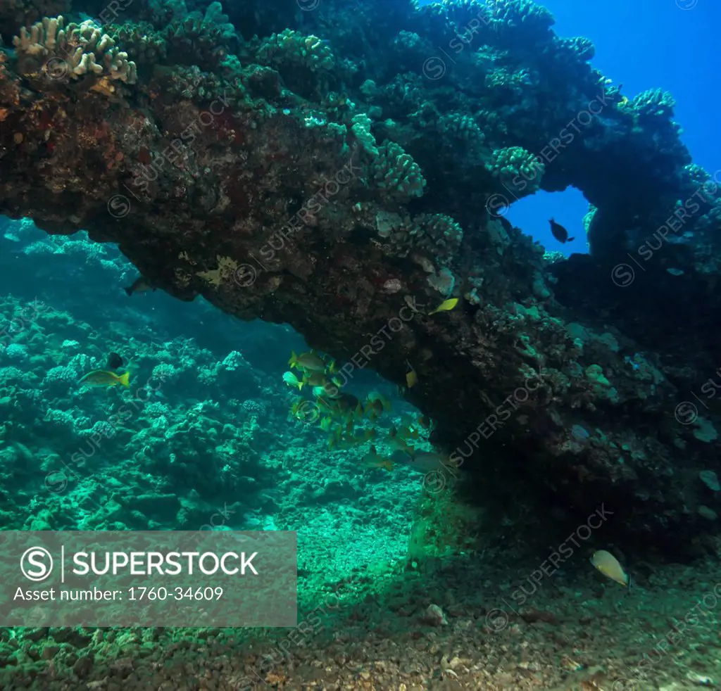 Underwater of view of an arch formed from lava; Lanai Island, Maui County, Hawaii, United States of America