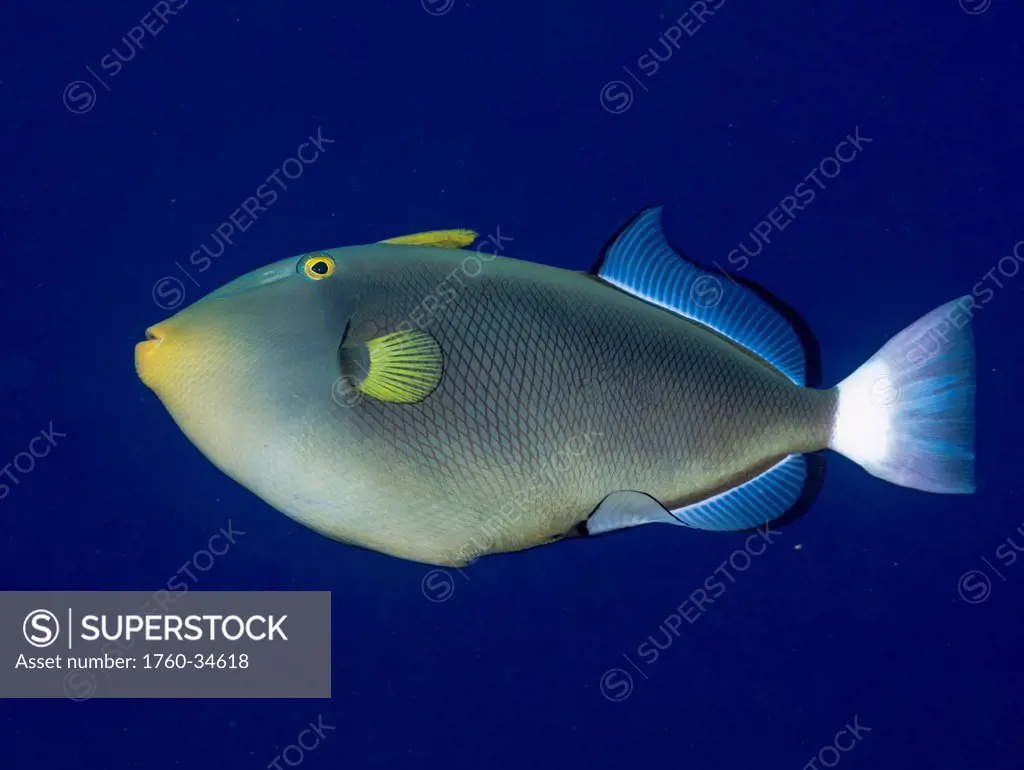 Underwater view of a Pinktail Durgon (Melichthys vidua) at Molokini Crater; Maui, Hawaii, United States of America