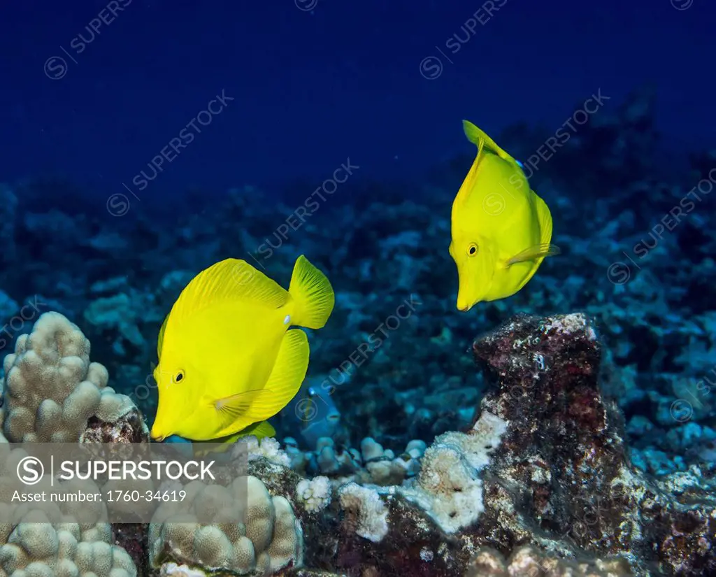 Underwater view of a Yellow tang (Zebrasoma flavescens) pair at Molokini Crater; Maui, Hawaii, United States of America