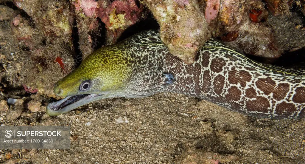 Underwater view of an Undulated Moray Eel (Gymnothorax undulatus); Maui, Hawaii, United States of America