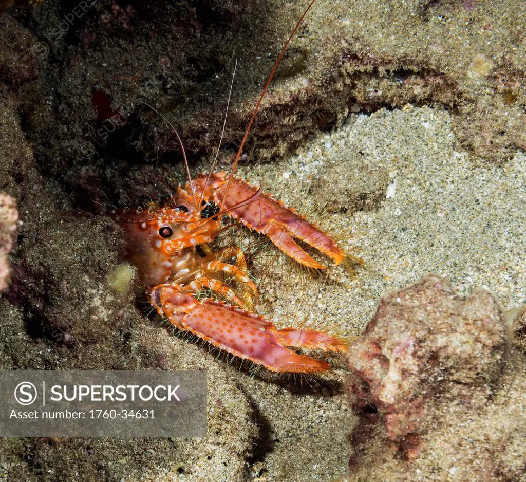 Underwater view of a Hawaiian lobster (Enoplometopus occidentalis); Maui, Hawaii, United States of America