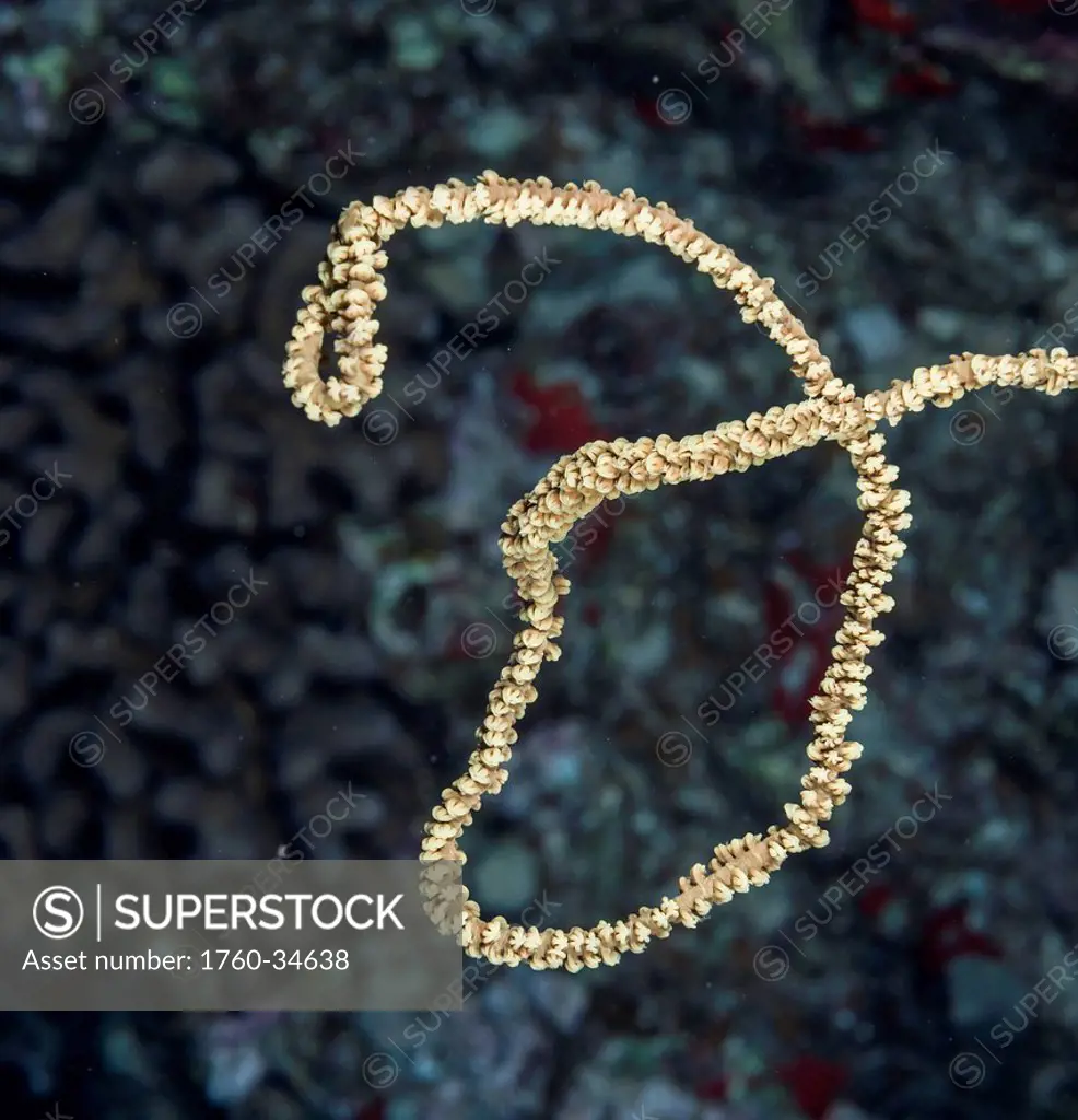 Underwater view of wire coral (Cirrhipathes anguina); Maui, Hawaii, United States of America