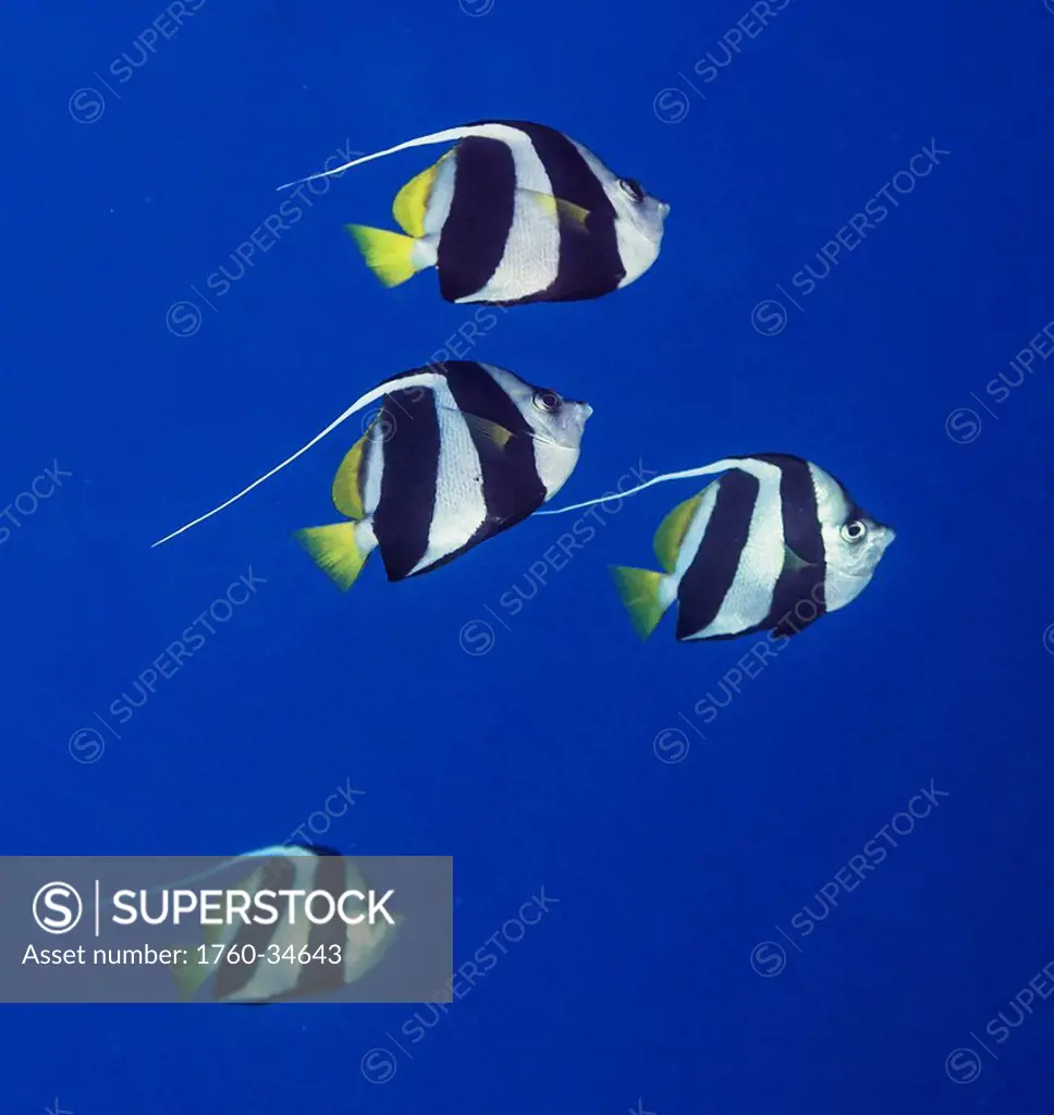 Underwater view of a Pennant Butterflyfish (Heniochus diphreutes) at Molokini Crater; Maui, Hawaii, United States of America
