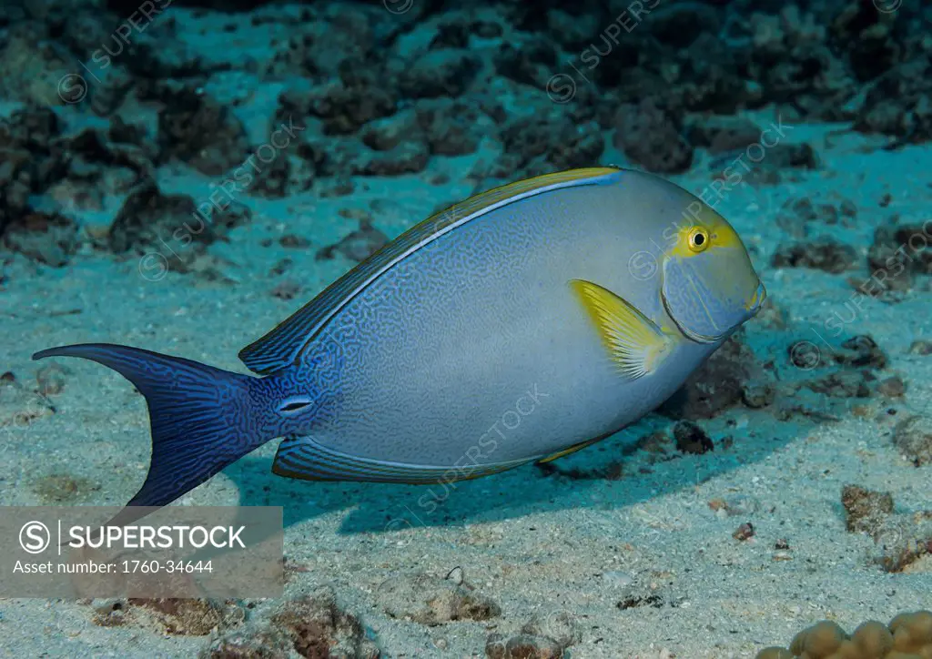 Underwater view of a Yellowfin Surgeonfish (Acanthurus xanthopterus) at Molokini Crater; Maui, Hawaii, United States of America