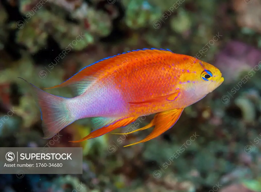 Underwater view of a male Longfin Anthias (Pseudanthias hawaiiensis); Maui, Hawaii, United States of America