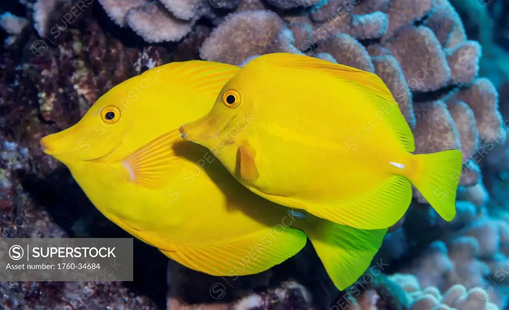 Underwater view of a Yellow Tang (Zebrasoma flavescens) pair at Molokini Crater; Maui, Hawaii, United States of America