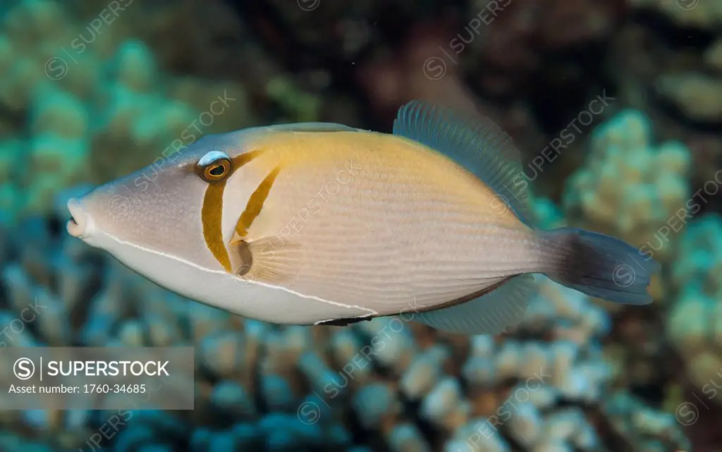 Underwater view of a Lei Triggerfish (Sufflamen bursa) at Molokini Crater; Maui, Hawaii, United States of America