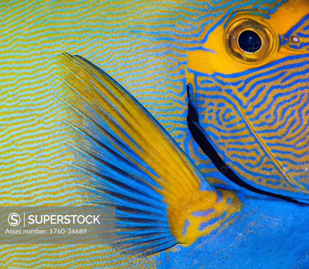 Underwater close-up view of an Eyestripe Surgeonfish (Acanthurus dussumieri) at Molokini Crater; Maui, Hawaii, United States of America