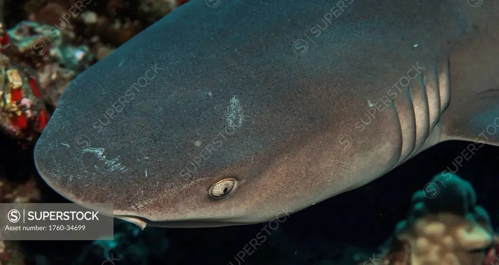Underwater view of a Whitetip Reef Shark (Triaenodon obesus) at Molokini Crater; Maui, Hawaii, United States of America