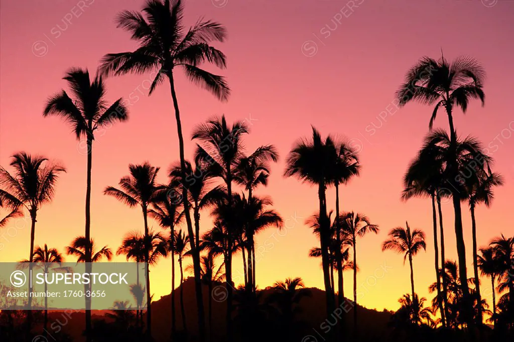 Hawaii Kauai, Sleeping Giant and Coconut grove at sunset, silhouetted A41D