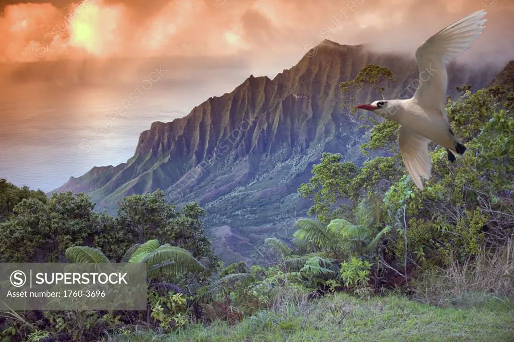 Hawaii, Kauai, Na Pali Coast, Kalalau Valley and Kaaalahina Ridge, view from Kokee State Park lookout with bird flying through foreground