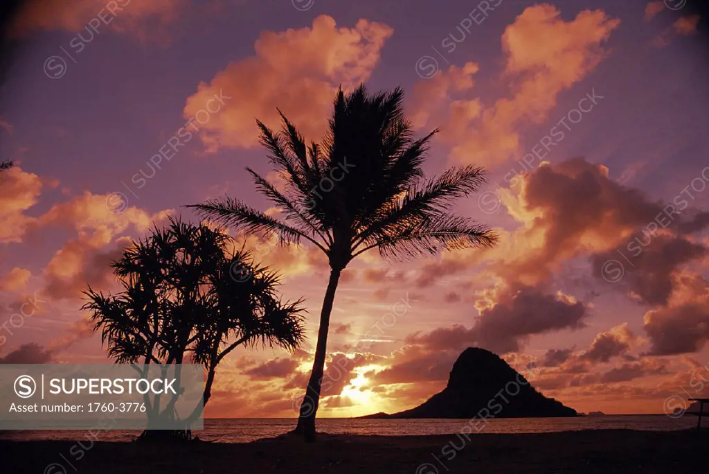 Oahu Chinaman´s Hat @ sunrise palm tree foreground, Mokoli´i Island D1582