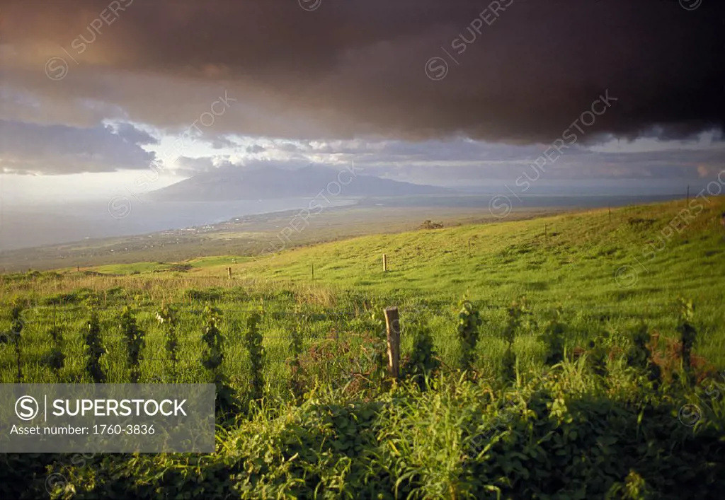 Ulupalakua Ranch view looking toward West Maui Mtns afternoon D1556 light, clouds