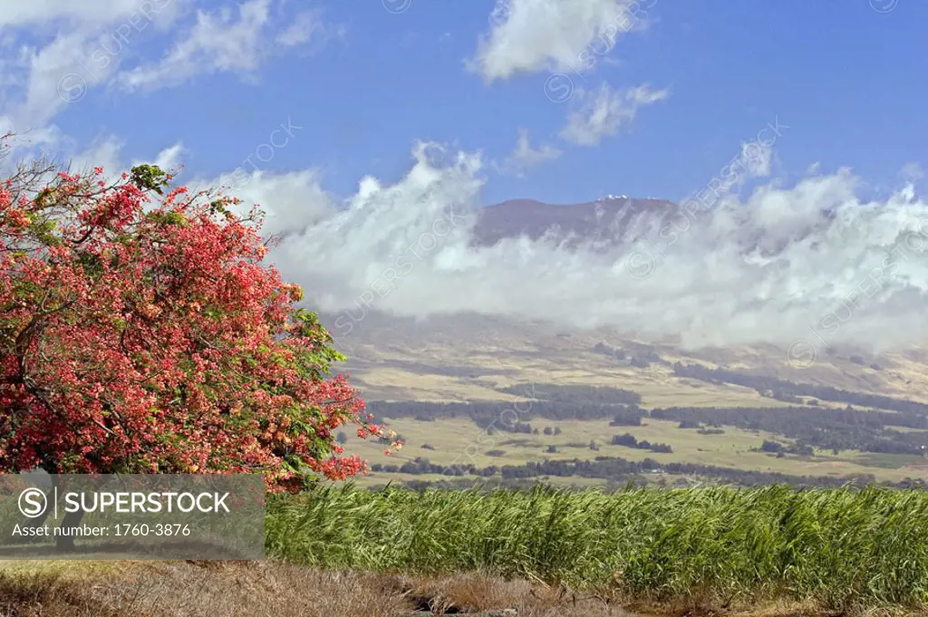 Hawaii, Maui, Science City at the top of Haleakala Volcano can be seen in this upcountry scene with tree in bloom.