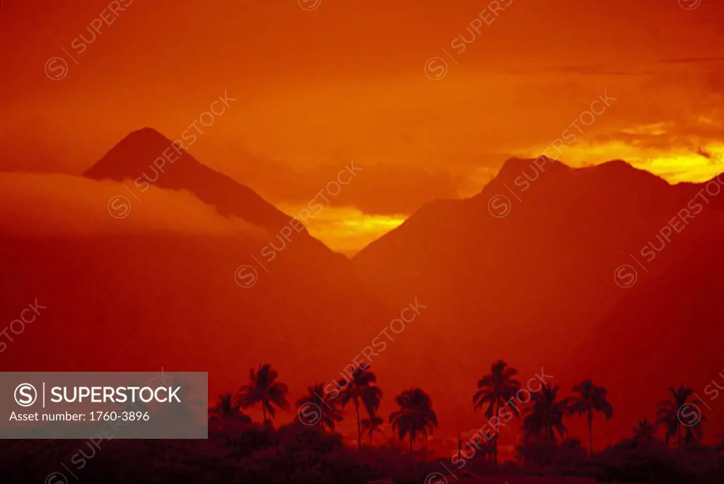 Palm tree silhouetted w/ West Maui mtns bkgd, orange filter sky D1595