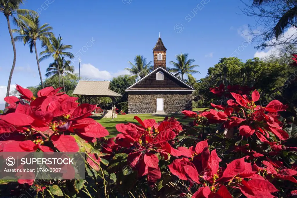 Hawaii, Maui, Makena, Poinsettia blossoms at Keawala´i Congregational Church, est. 1832