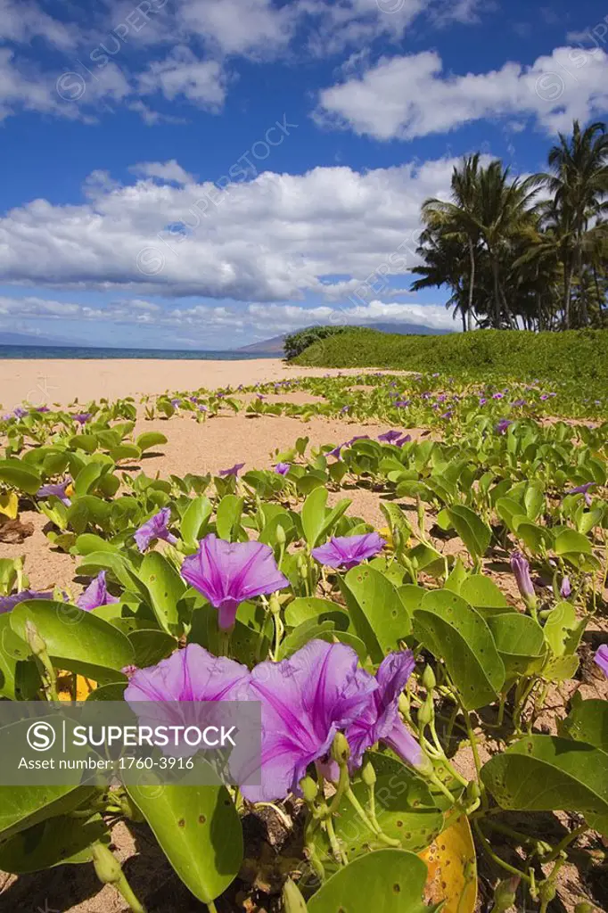 Hawaii, Maui, Kihei, Keawakapu Beach, Green leafy vines with pink flowers on shore