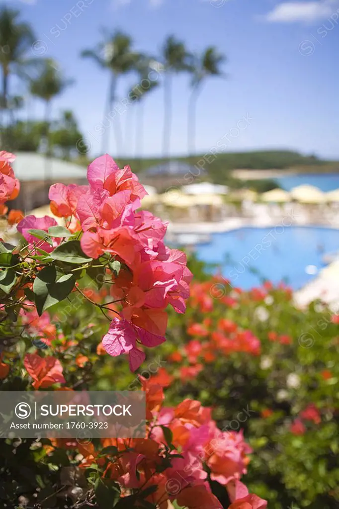 Hawaii, Lanai, Manele Bay beach Hotel, focus on bougainvillea, pool area blurred in background