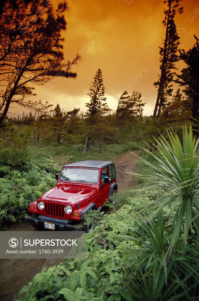 Lanai red jeep along Munro Trail greenery w/ pine trees orange sky D1567