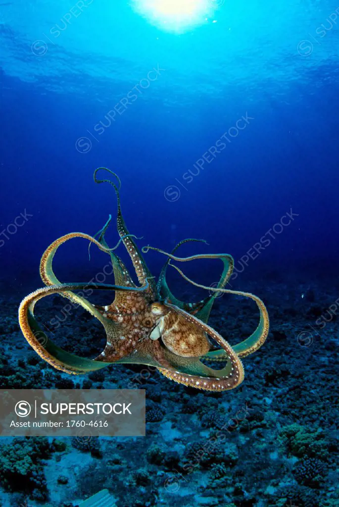 Day octopus (Octopus cyanea) Hawaii C1918