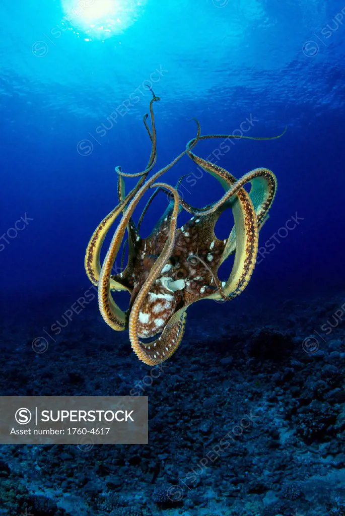 Day Octopus (Octopus cyanea) sunburst, Hawaii B1930