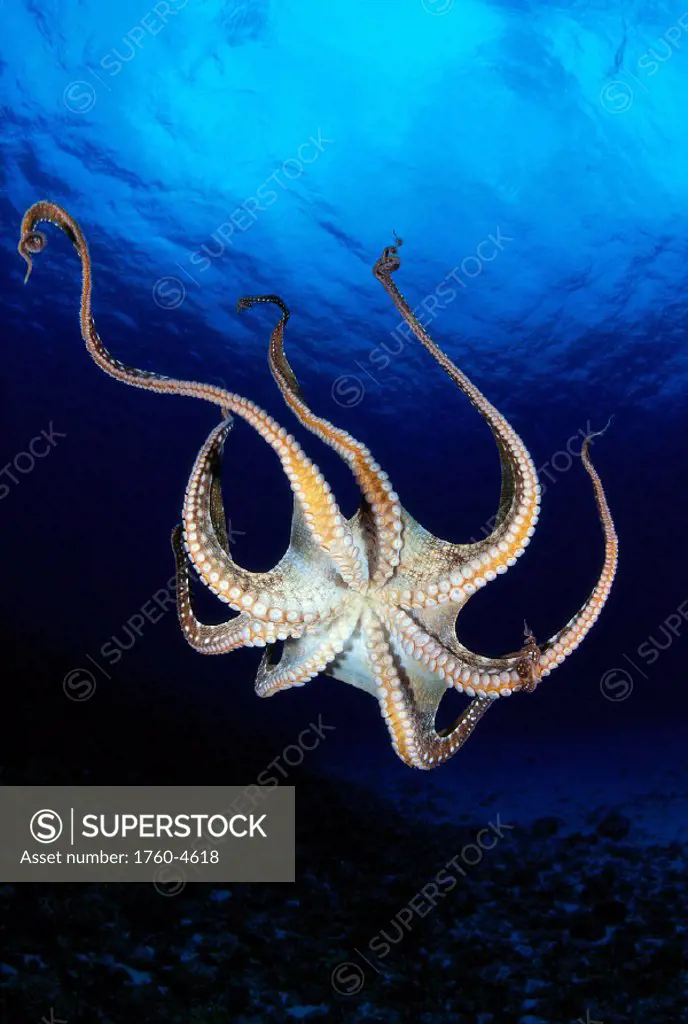 Hawaii, day octopus (Octopus cyanea) view of underside near surface, midwater A87B