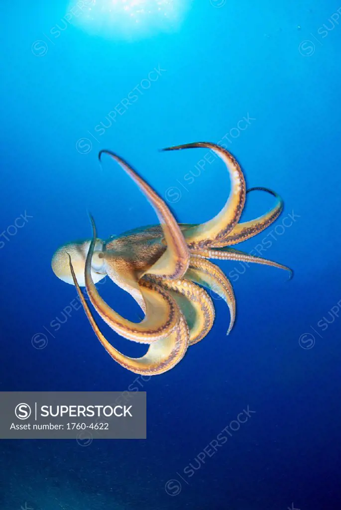 Hawaii, Day Octopus (Octopus cyanea) midwater w/ sunburst B1908