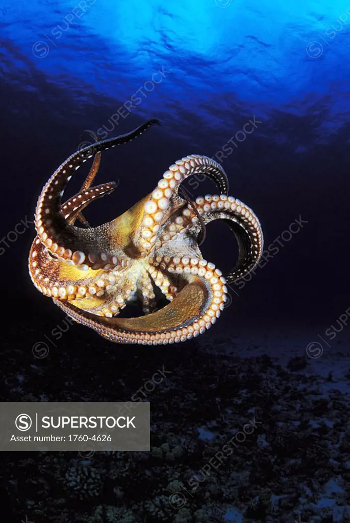 Hawaii, Day Octopus Octopus cyanea, View of curling legs from underside, clear blue ocean water